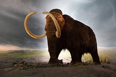 Érdekes tények a mamutokról: a történelem lenyűgöző óriásai